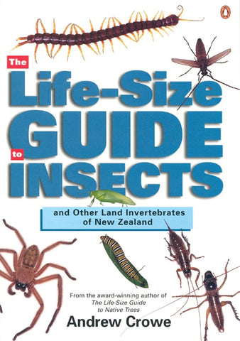 Life Size Guide to Insects